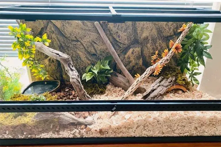 How Big Do King Snakes Get? (in Captivity) - ReptileHow.com