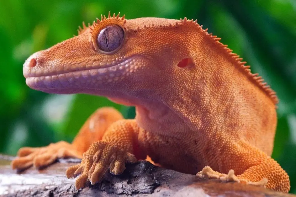adult crested gecko