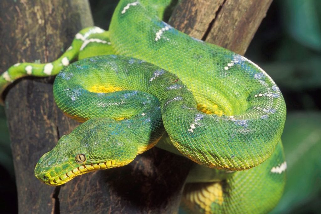 adult emerald tree boa ready to shed