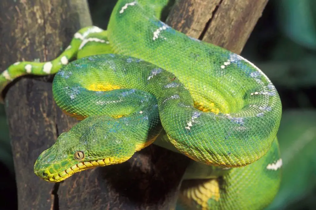 Emerald Tree Boa Care Sheet Complete Guide ReptileHow Com