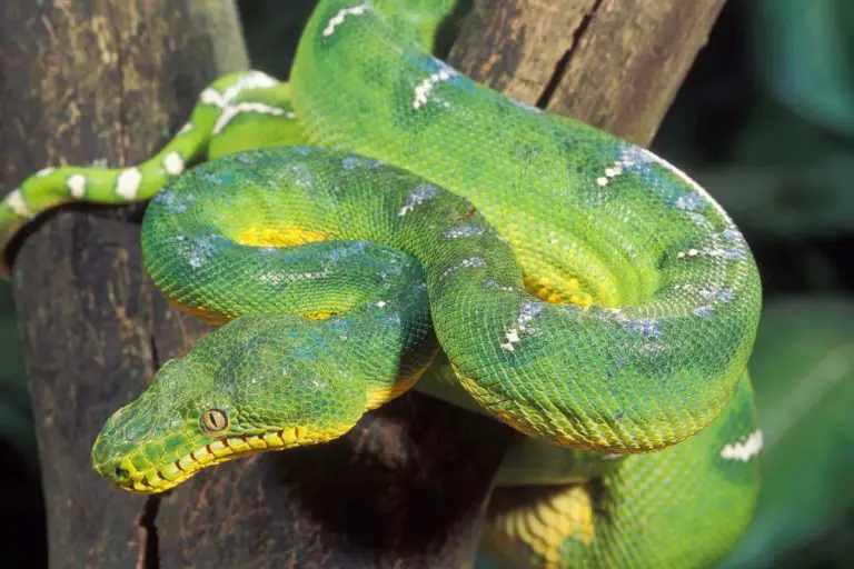 Emerald Tree Boa Size How Big Do They Get ReptileHow Com