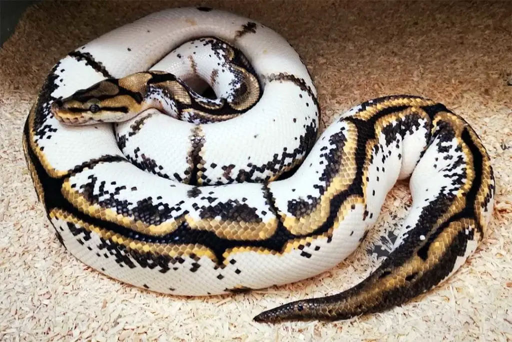 calider phase adult female ball python