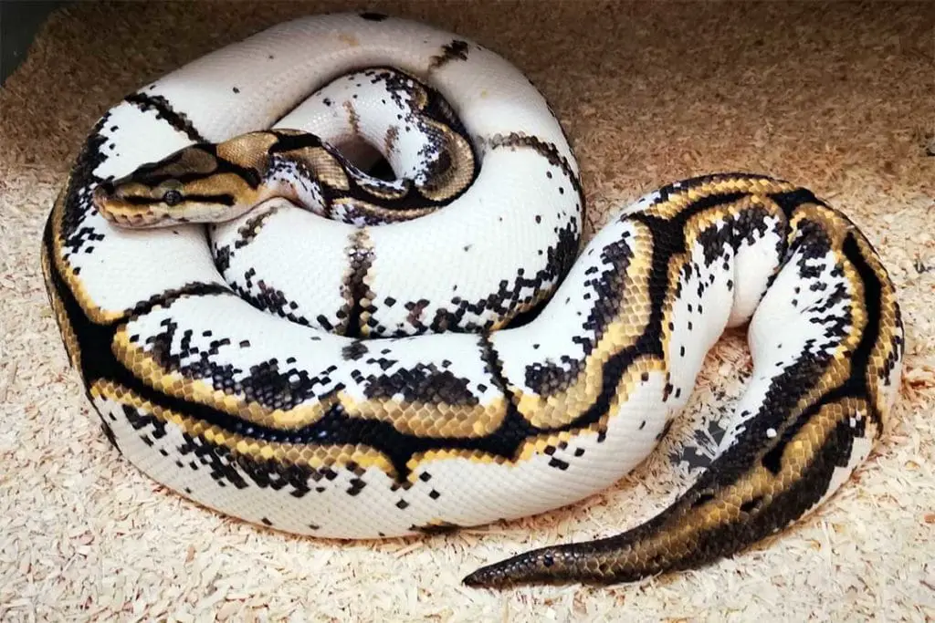 caliper phase ball python