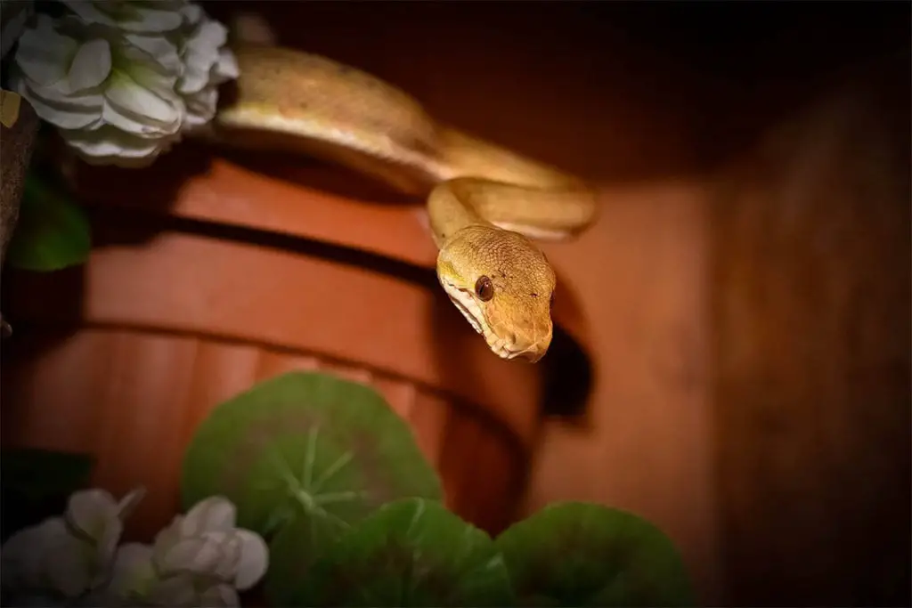 adult female amazon tree boa