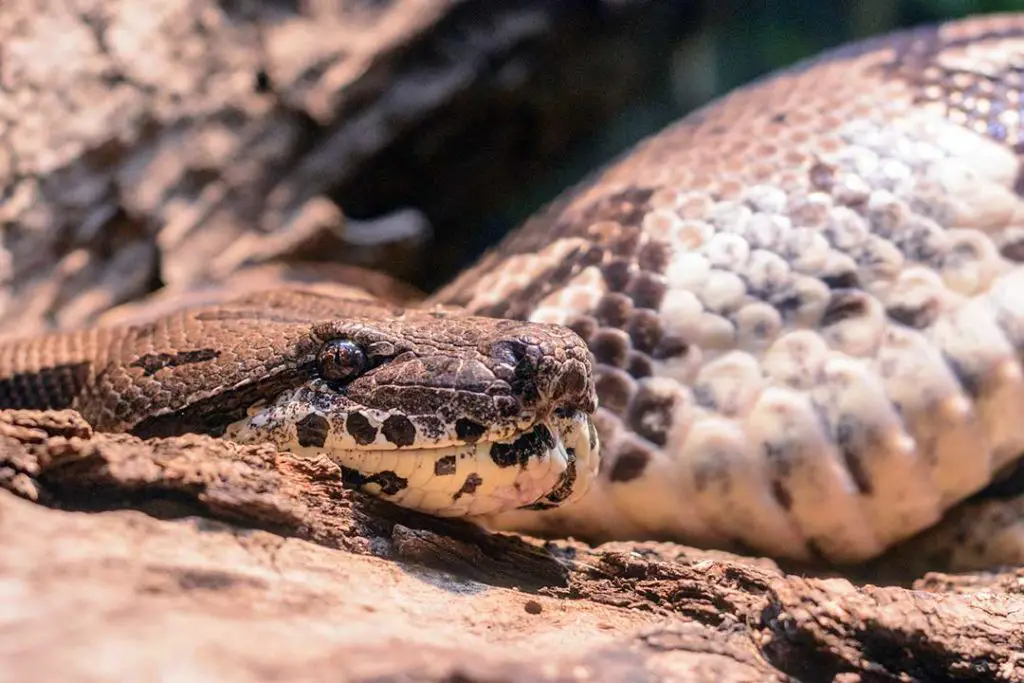 adult female dumeril boa