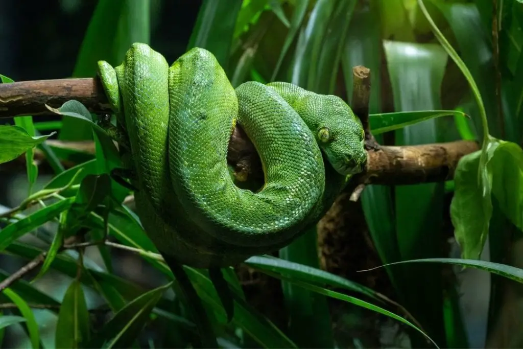 adult green tree python