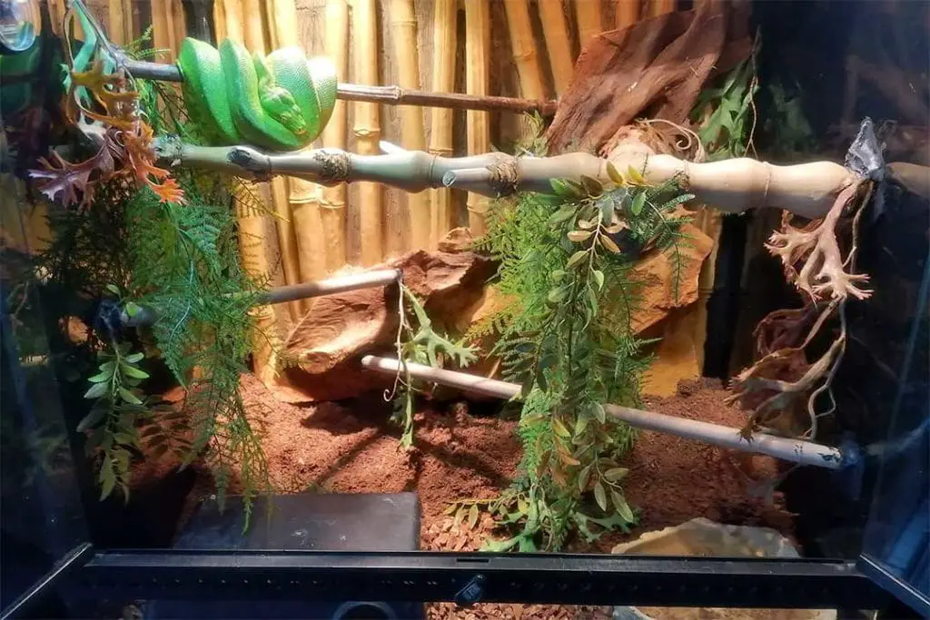 adult green tree python cage