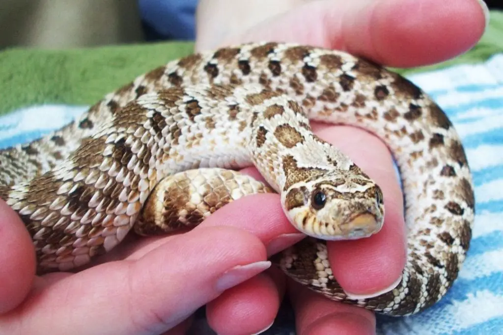 adult hognose snake