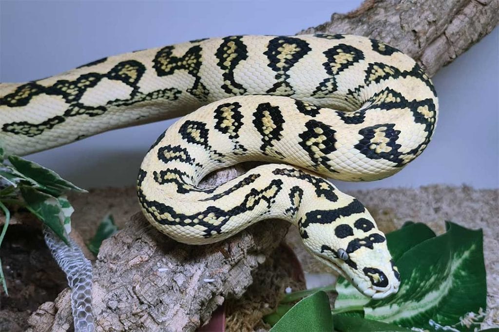 adult jungle carpet python in its enclosure