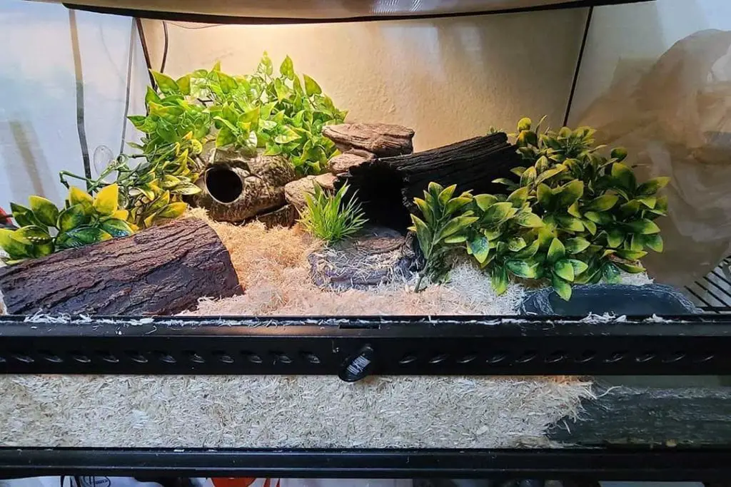 adult sized kenyan sand boa enclosure