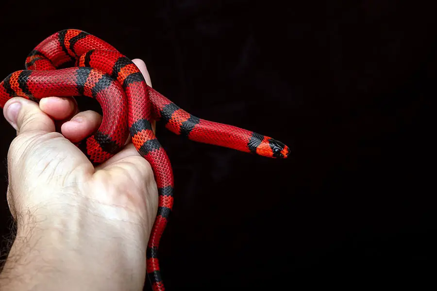 handling an adult milk snake