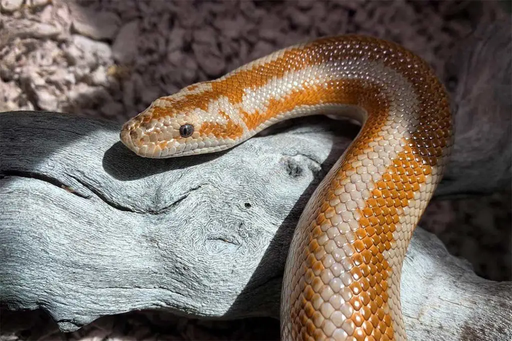 adult rosy boa head