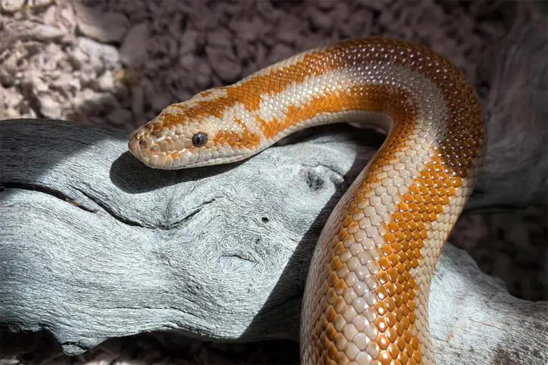 6 Reasons Why Your Rosy Boa isn't Eating