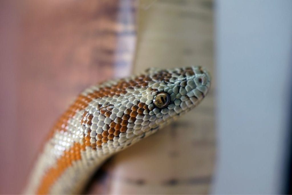 adult rosy boa's head