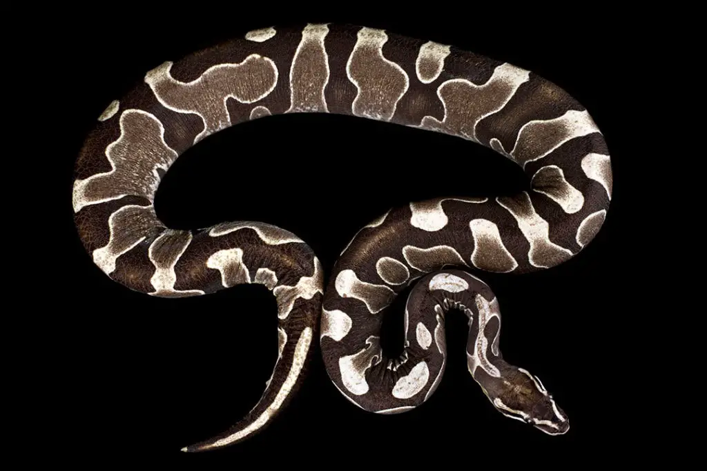 scaleless ball python