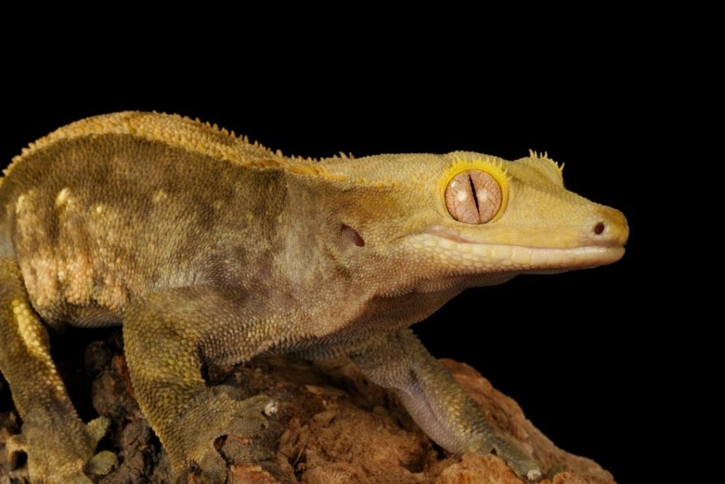 adult sized crested gecko fully grown