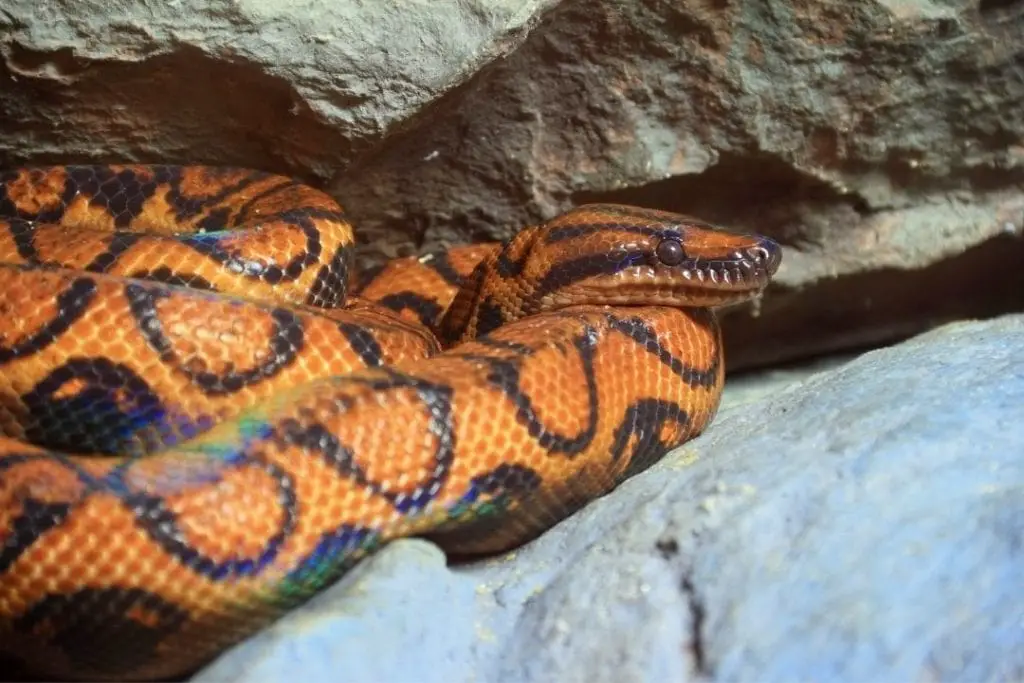 brazilian rainbow boa adult specimen