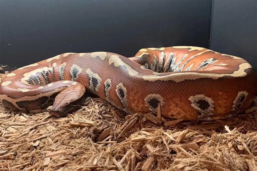 adult sumatran blood python in its enclosure