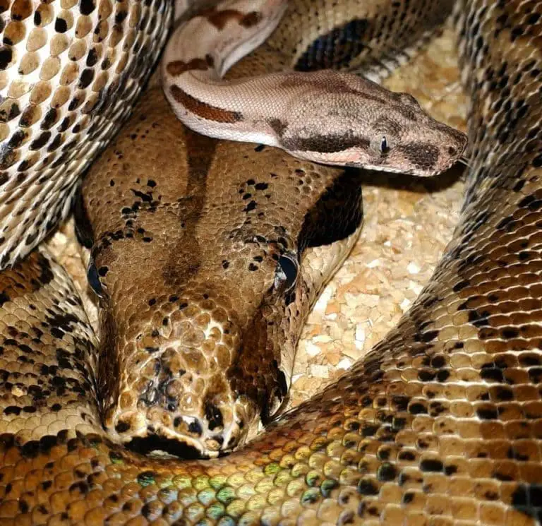anaconda vs boa constrictor size