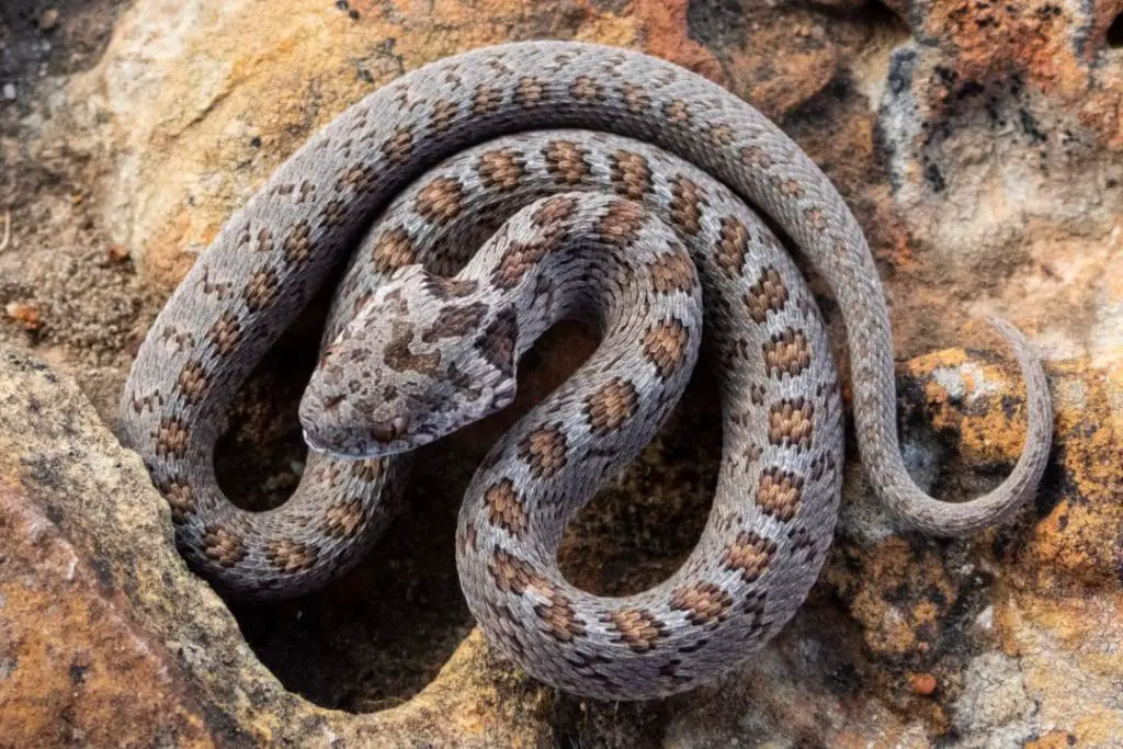 african-egg-eating-snake-care-guide-reptilehow
