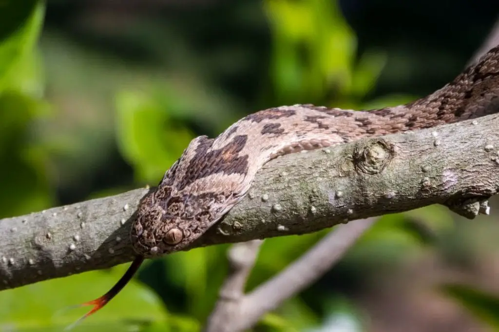 african egg eating snake climbing a tree branch