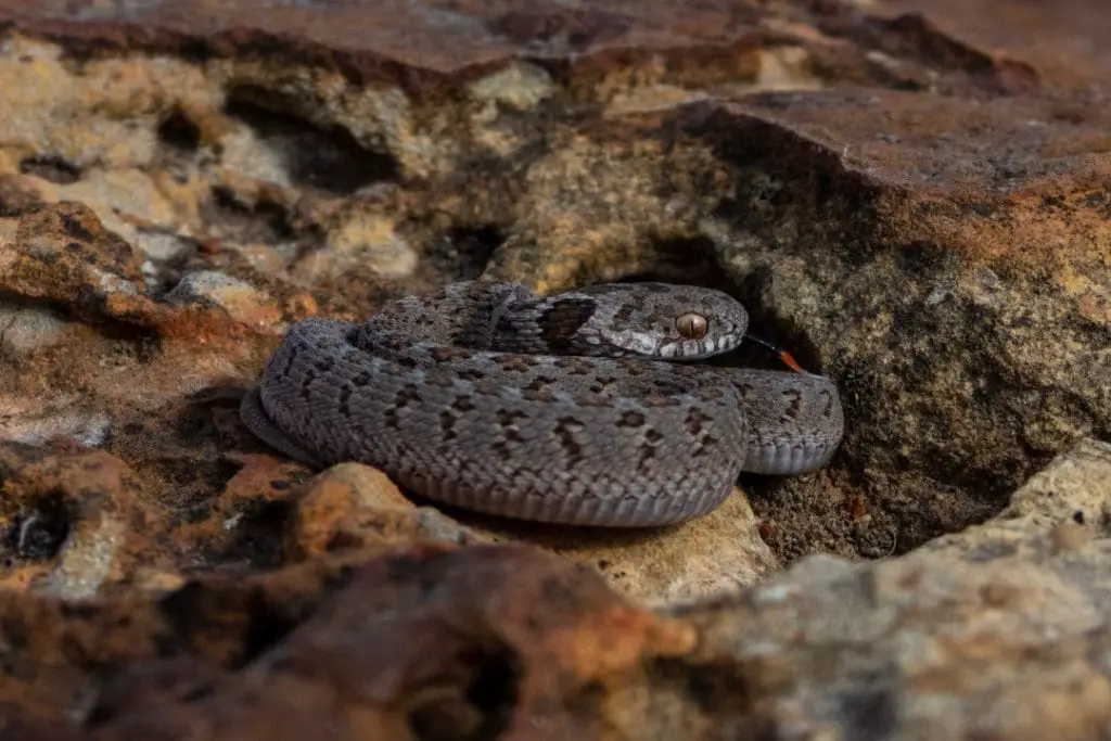 african egg eating snake hiding