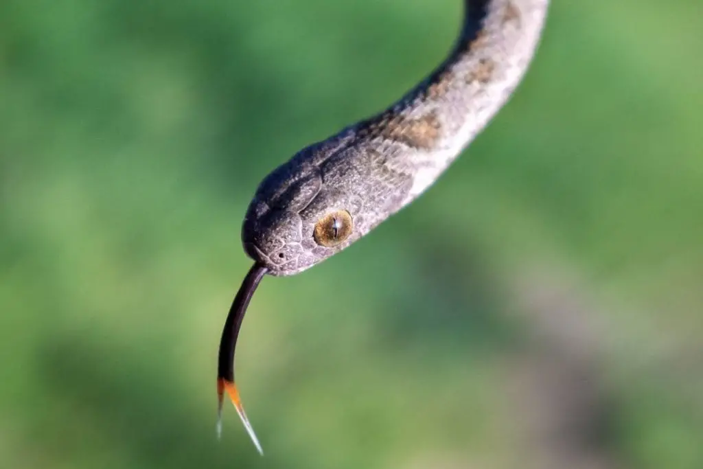 african egg eating snake under lights