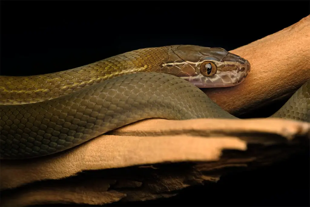 boaedon fuliginosus snake (african house snake)