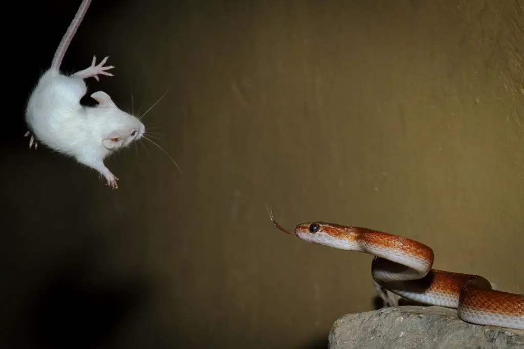 african house snake jumping on a mouse