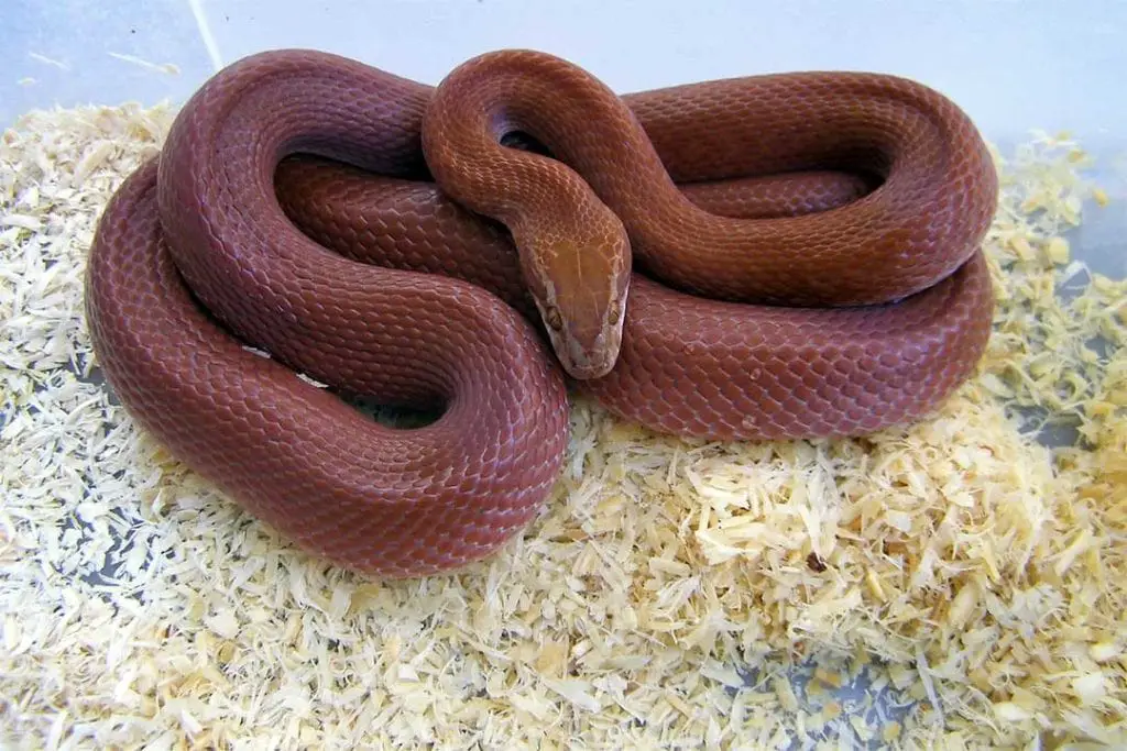 African House Snake Care Sheet Complete Guide ReptileHow Com   African House Snake On Aspen Bedding Substrate 1024x683 