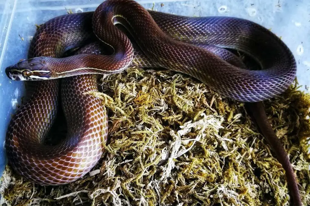 african house snake with sphagnum moss