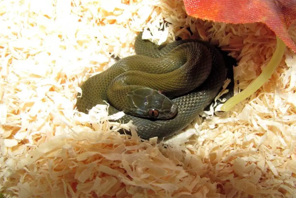 african house snaketlet lit by a basking bulb