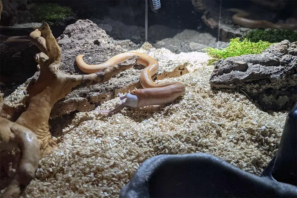 albino sand boa feeding on a mouse