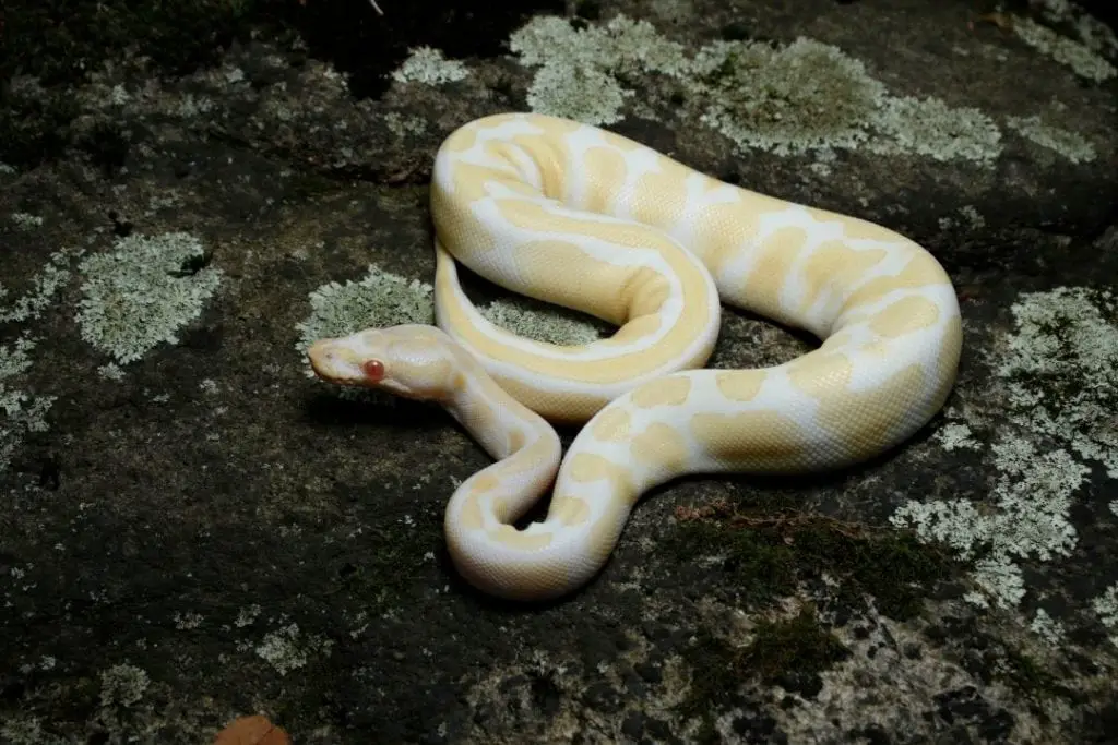 albino ball python