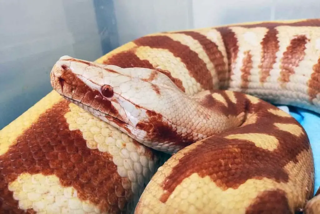 albino blood python
