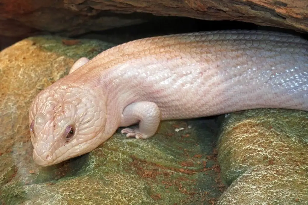 albino blue tongue skink