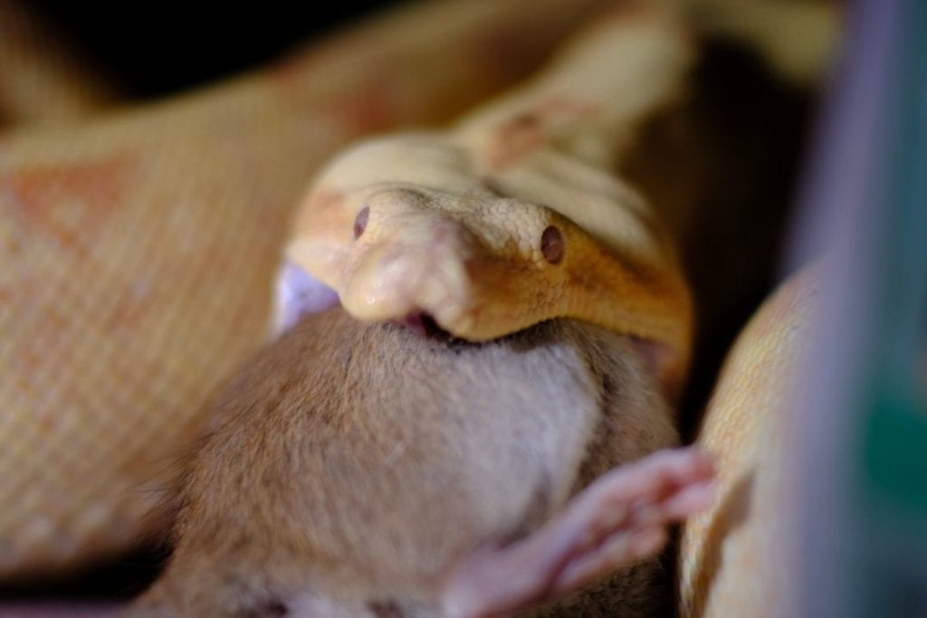 albino boa constrictor eating a mouse