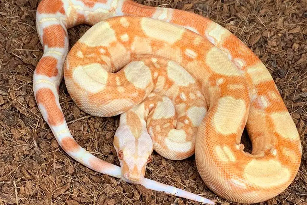 albino boa constrictor