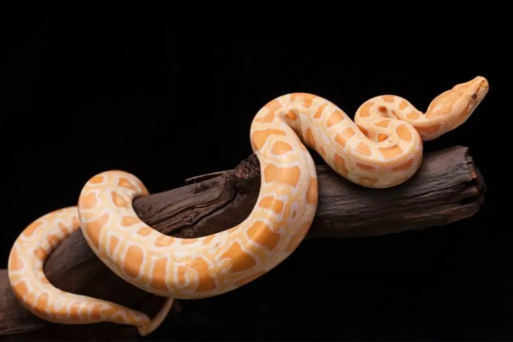 albino burmese python