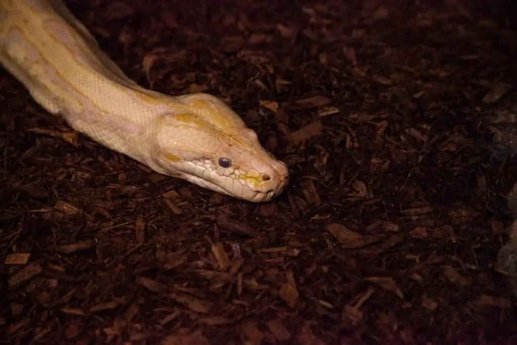 albino burmese python coconut chips substrate