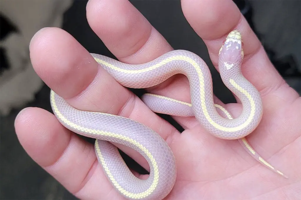 albino california king snake