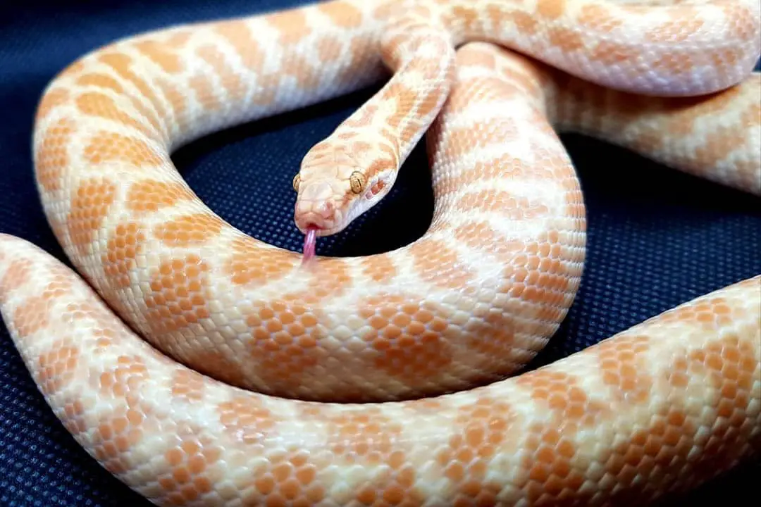 albino children's python