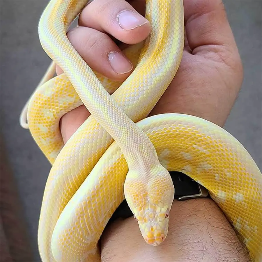 albino coastal carpet python