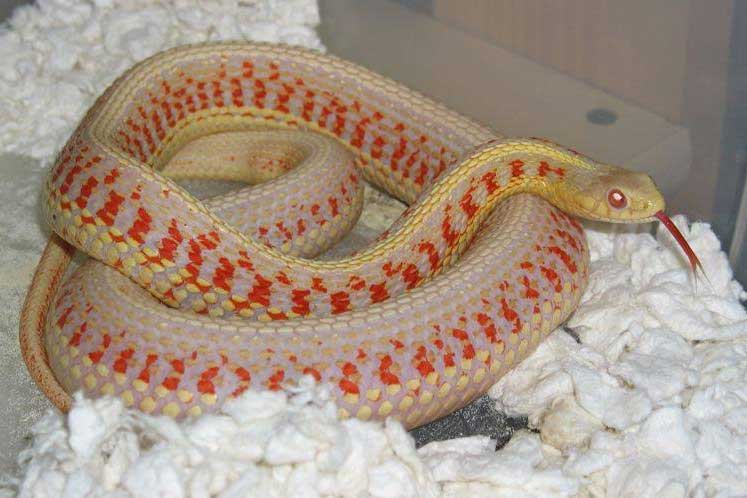 albino garter snake