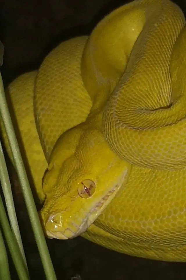 albino green tree python