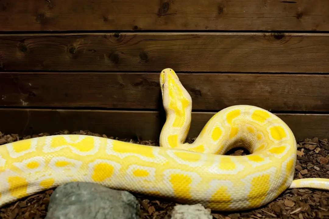 Burmese Python Lifespan: How long Do They Live? - ReptileHow.com