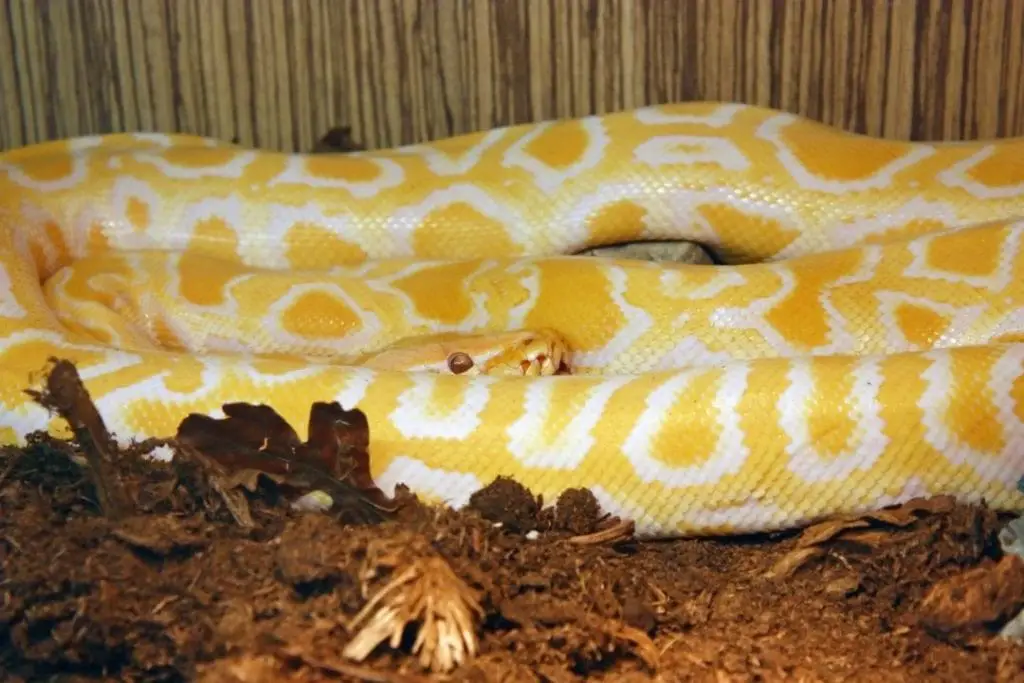 albino burmese python