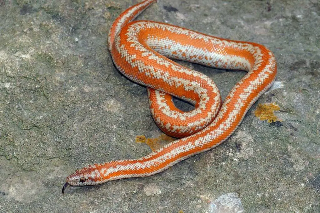 albino whitewater rosy boa morph