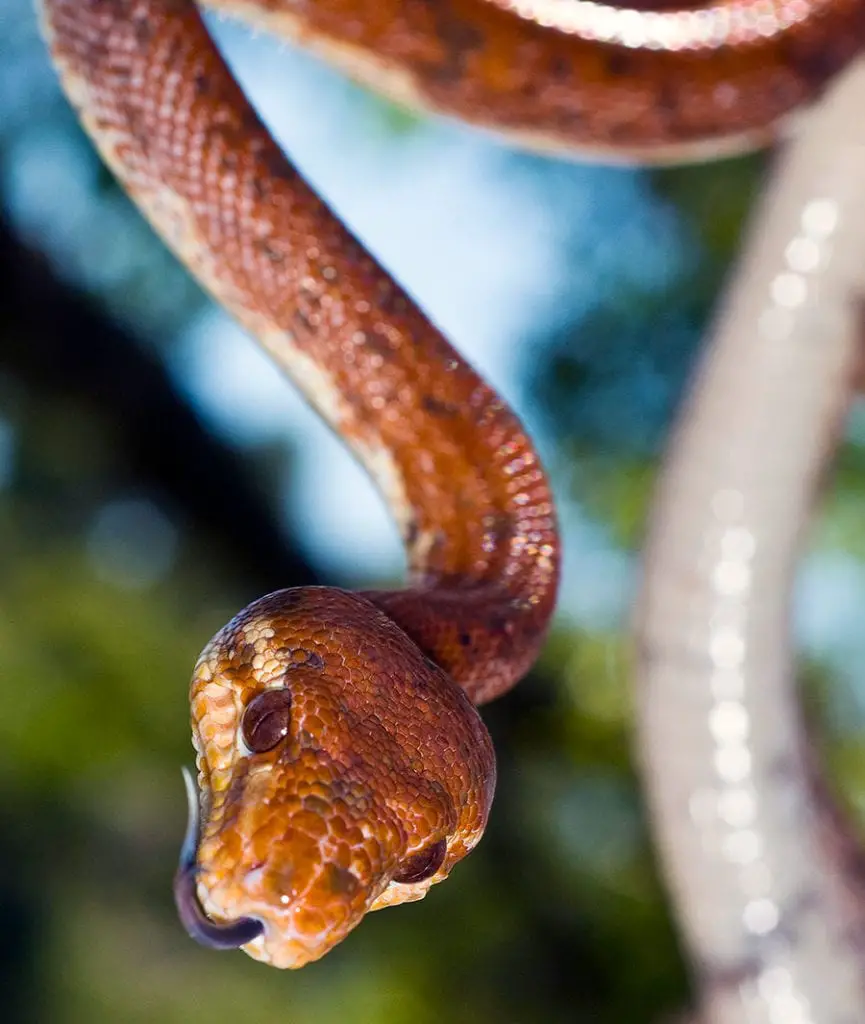 amazon tree boa in the wild