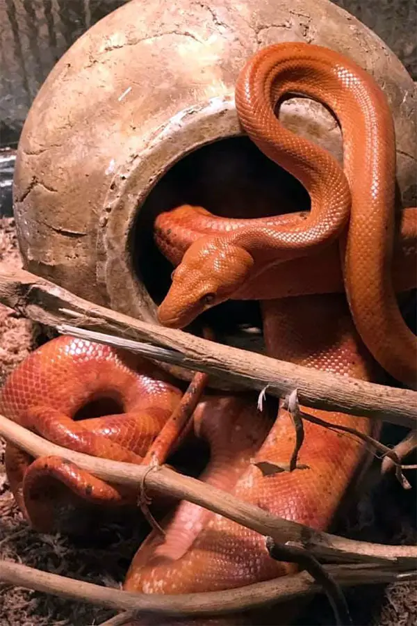 amazon tree boa next to a coconut shelter